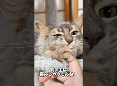 【猫動画】猫飼いは噛まれてもだいたい喜ぶ　#cat  #cats #shorts #猫 #ねこ