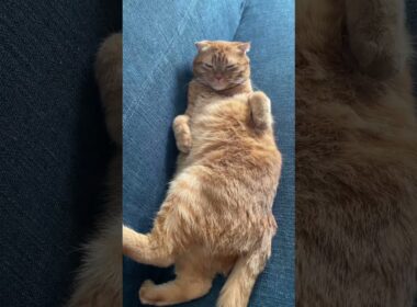 人間のように仰向けで眠る、まるい猫【スコティッシュフォールド】 #shorts