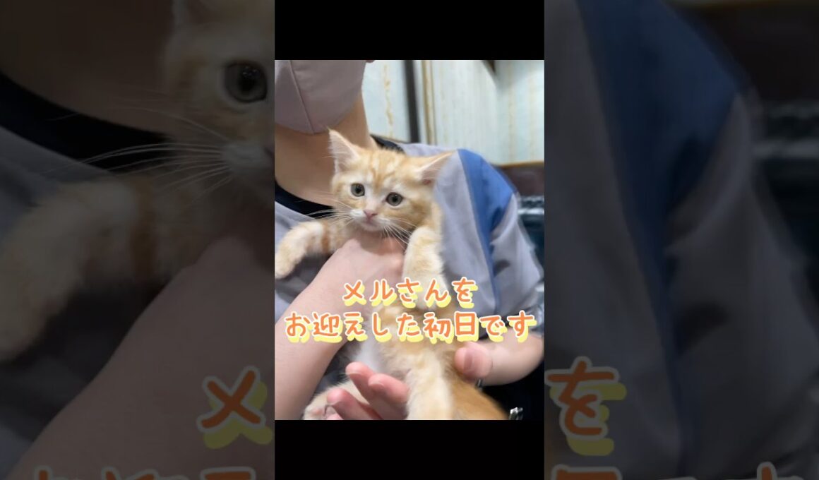 子猫との出会いから４ヶ月までの記録　　　#こねこ #ネコ #cat  #ねこ  #shorts