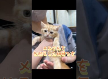 子猫との出会いから４ヶ月までの記録　　　#こねこ #ネコ #cat  #ねこ  #shorts