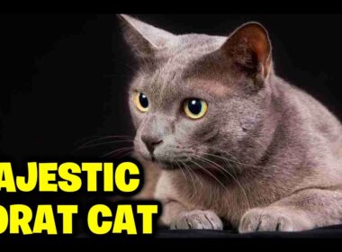 The Majestic Korat Cat-A Closer Look Into This Ancient Breed