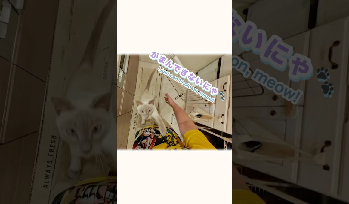 ジャンプ抱っこ大好き💞甘えん坊猫の日常【トンキニーズ】Jump for Hugs! Sweet & Affectionate Cat💞【tonkinese】 #猫 #甘えん坊猫 #ジャンプ抱っこ