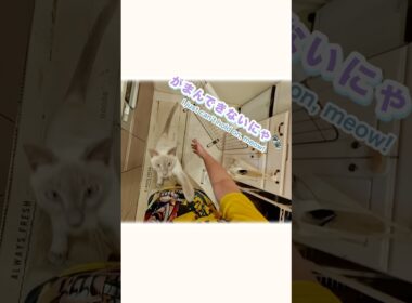 ジャンプ抱っこ大好き💞甘えん坊猫の日常【トンキニーズ】Jump for Hugs! Sweet & Affectionate Cat💞【tonkinese】 #猫 #甘えん坊猫 #ジャンプ抱っこ
