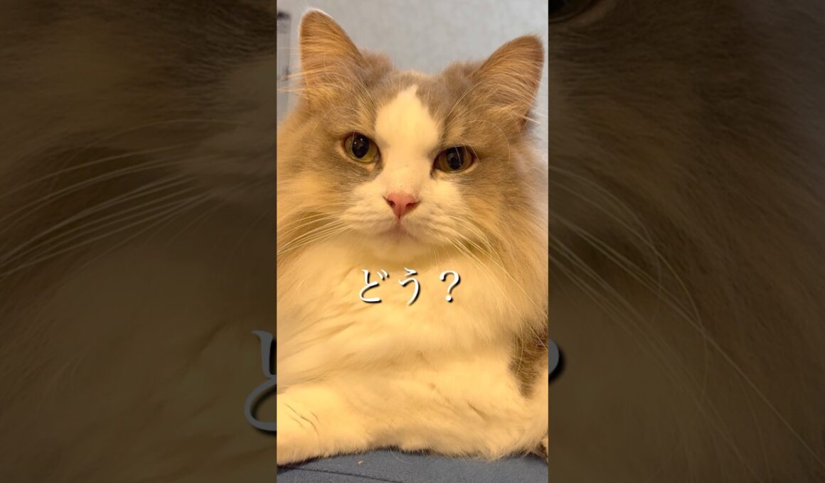 恋に落ちた？　#マンチカン #マンチカン短足 #munchkin