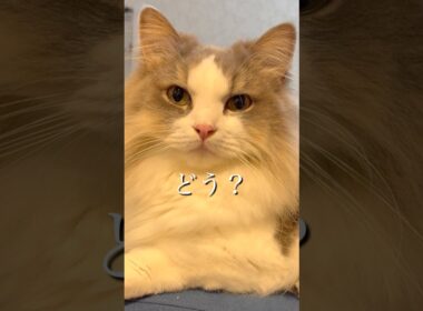 恋に落ちた？　#マンチカン #マンチカン短足 #munchkin