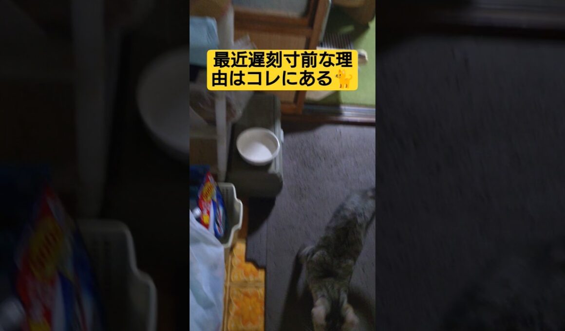 最近…遅刻寸前な理由を考えてみたら限りなく１択だった件#cat #ねこ #ねこのいる暮らし #ねこのいる生活