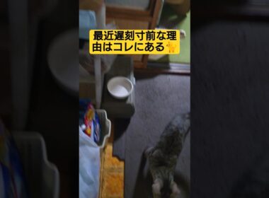 最近…遅刻寸前な理由を考えてみたら限りなく１択だった件#cat #ねこ #ねこのいる暮らし #ねこのいる生活