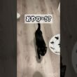 察知する黒猫ボンベイ　#子猫 #cat #bombay #ねこ #ねこ動画 #ねこのいる生活 #ねこのいる暮らし #猫好きさんと繋がりたい #かわいい #癒やし #おやつ #鶏肉 #セリア