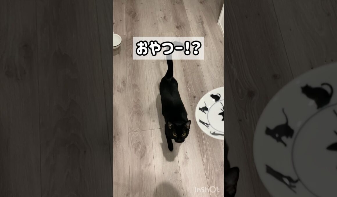 察知する黒猫ボンベイ　#子猫 #cat #bombay #ねこ #ねこ動画 #ねこのいる生活 #ねこのいる暮らし #猫好きさんと繋がりたい #かわいい #癒やし #おやつ #鶏肉 #セリア