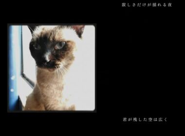 【シャム猫】あの頃の思い出