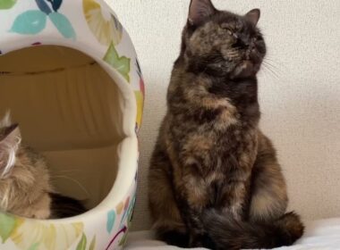 【ブリティッシュショートヘアーっぽくないけどちゃんとブリ】お座りしながらゴロゴロ言う猫の女の子とかまくらで寝る猫の男の子