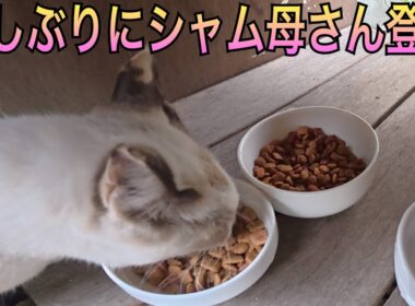 久しぶりにシャム母さん登場。サビキジさんは玄関で待機中。たぬシャムくんも来たよ。