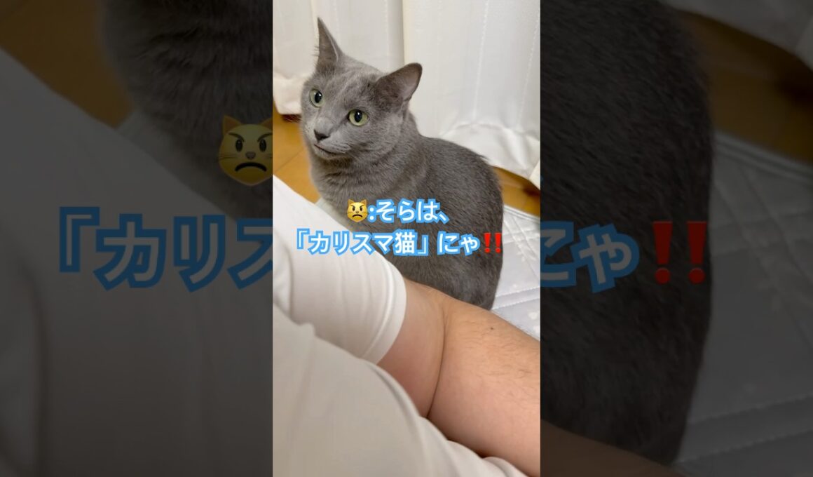 カリスマ猫❤️ #猫 #ロシアンブルー #shorts