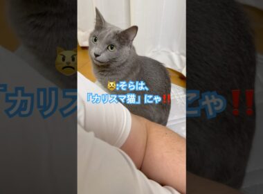 カリスマ猫❤️ #猫 #ロシアンブルー #shorts