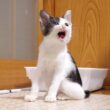 お腹いっぱいになった子猫がママに抱っこをおねだりする⁉【赤ちゃん猫　保護猫】