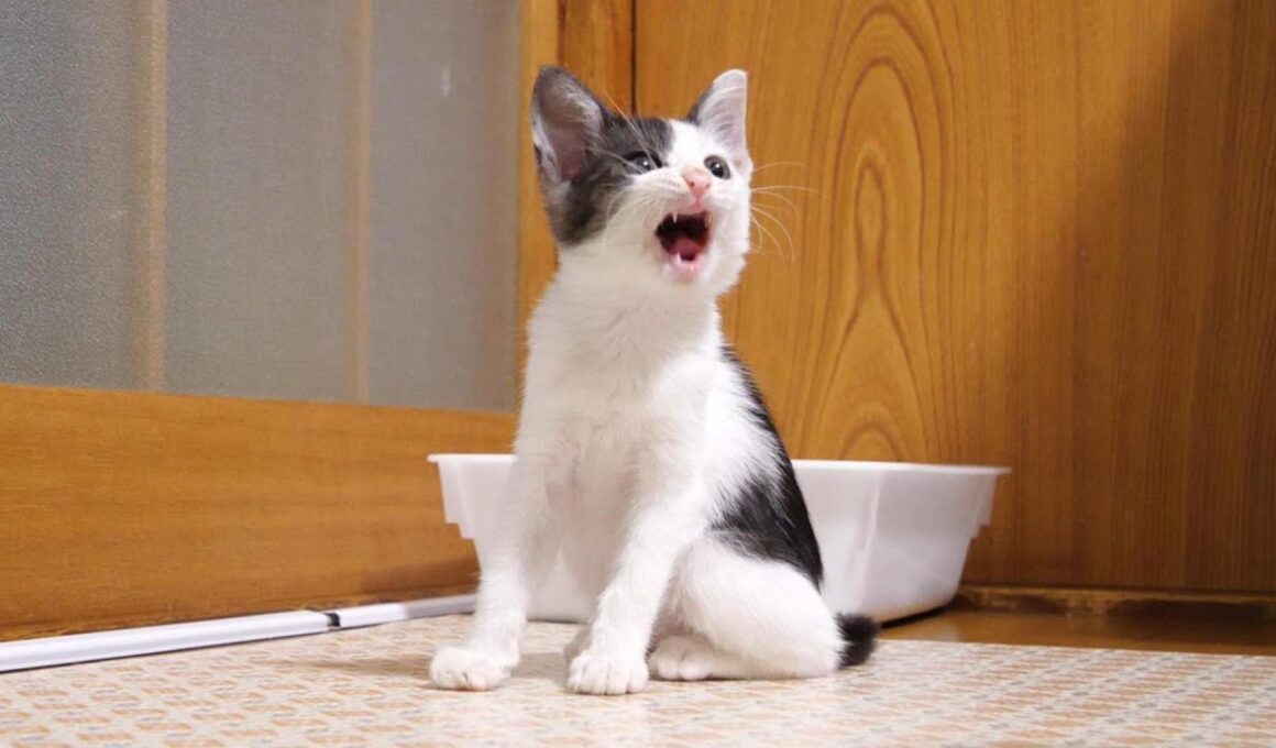 お腹いっぱいになった子猫がママに抱っこをおねだりする⁉【赤ちゃん猫　保護猫】