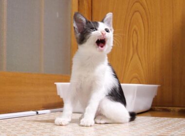 お腹いっぱいになった子猫がママに抱っこをおねだりする⁉【赤ちゃん猫　保護猫】