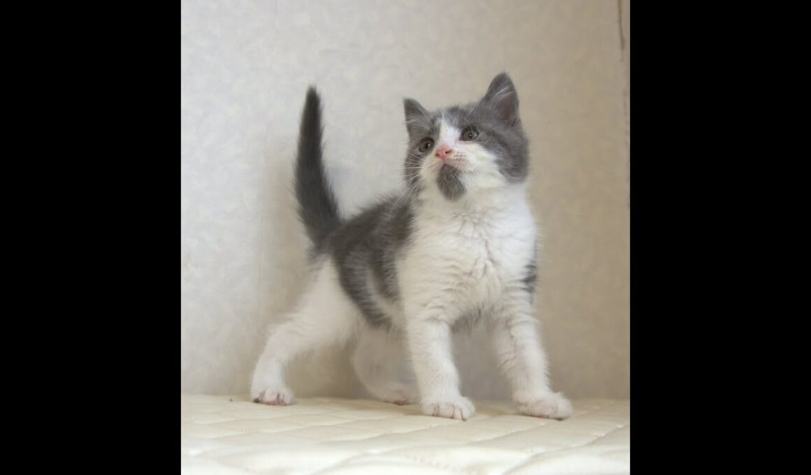ブリティッシュショートヘアー子猫　British Shorthair　2025.8.９産まれ　　　ブルー＆ホワイト　男の子　シーダキャット猫のお店