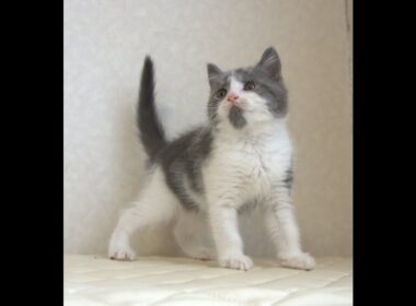 ブリティッシュショートヘアー子猫　British Shorthair　2025.8.９産まれ　　　ブルー＆ホワイト　男の子　シーダキャット猫のお店