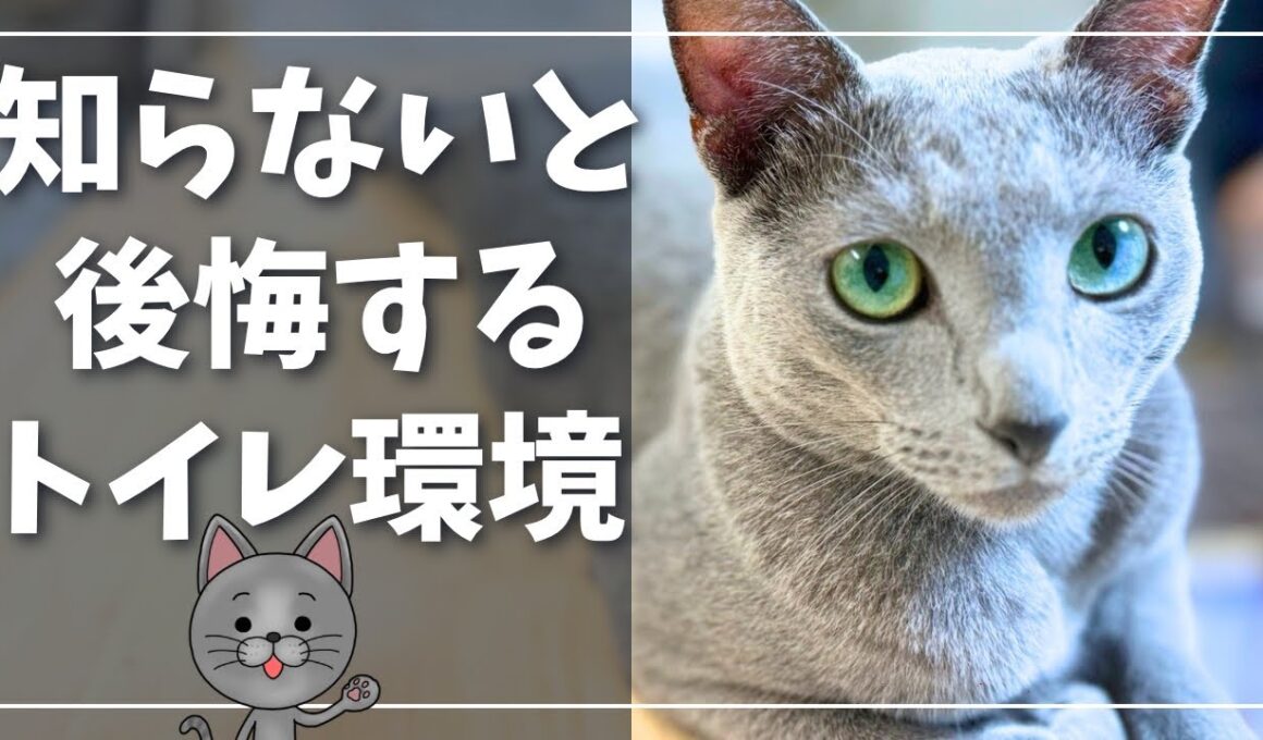 【初めて猫を飼う方へ】猫を迎える前に知っておきたいトイレの重要性