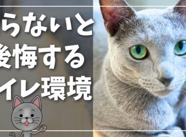 【初めて猫を飼う方へ】猫を迎える前に知っておきたいトイレの重要性