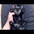 臆病な子猫がこうなりました