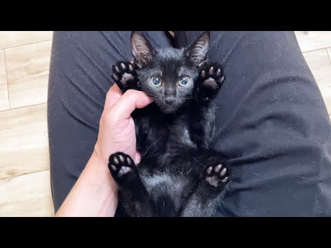臆病な子猫がこうなりました