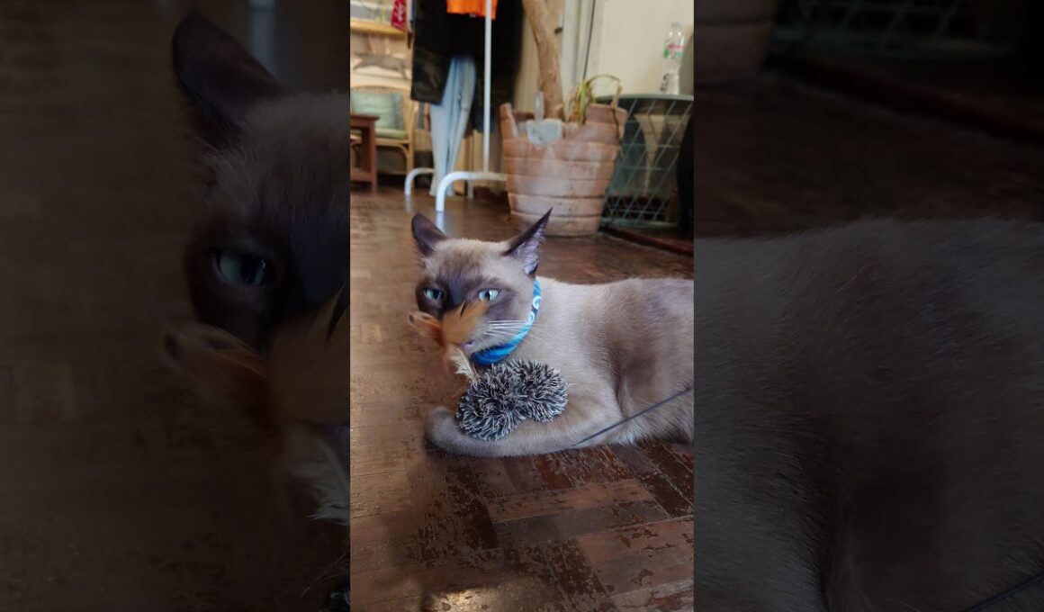 [Siamese Cat] 保護したシャム猫にオモチャを与えたら気に入ってくれました #Shorts