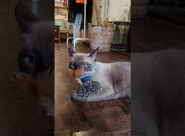 [Siamese Cat] 保護したシャム猫にオモチャを与えたら気に入ってくれました #Shorts
