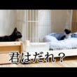 お互いの存在に気づいた保護子猫たち