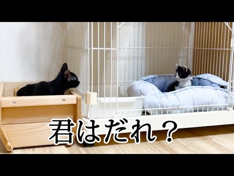 お互いの存在に気づいた保護子猫たち