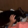 ふかふかクッションより真隣で寝たがる猫　ラガマフィンA cat that wants to sleep right next to me. Ragamuffin