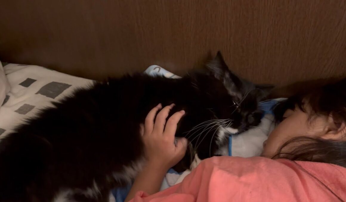 ふかふかクッションより真隣で寝たがる猫　ラガマフィンA cat that wants to sleep right next to me. Ragamuffin