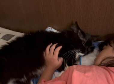 ふかふかクッションより真隣で寝たがる猫　ラガマフィンA cat that wants to sleep right next to me. Ragamuffin