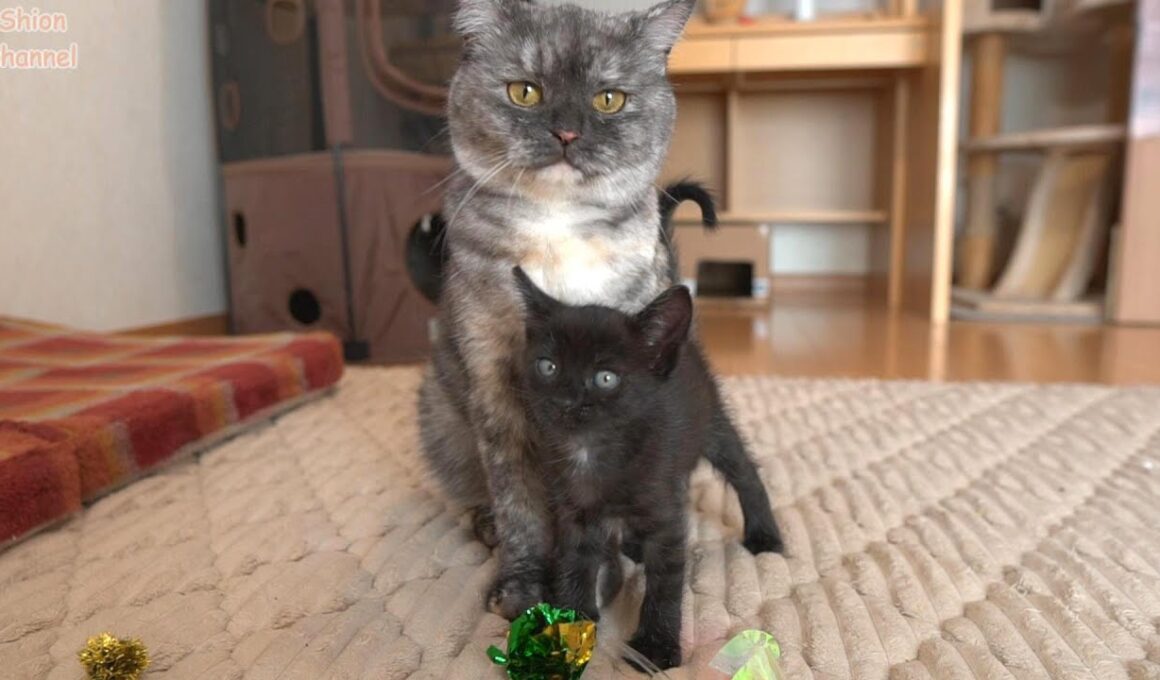 先住猫のことが好きすぎてストーカーする子猫