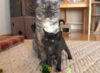 先住猫のことが好きすぎてストーカーする子猫