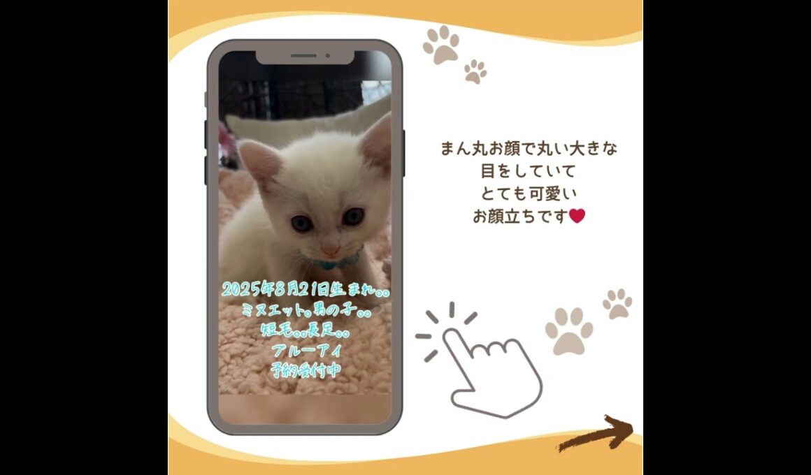 可愛い♡にゃんこ紹介♪ #子猫 #マンチカン子猫 #マンチカン短足 #ブリーダーナビ