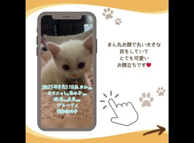 可愛い♡にゃんこ紹介♪ #子猫 #マンチカン子猫 #マンチカン短足 #ブリーダーナビ