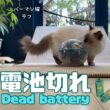 バーマン猫ラフ【電池切れ】Dead battery（バーマン猫）Birman/Cat