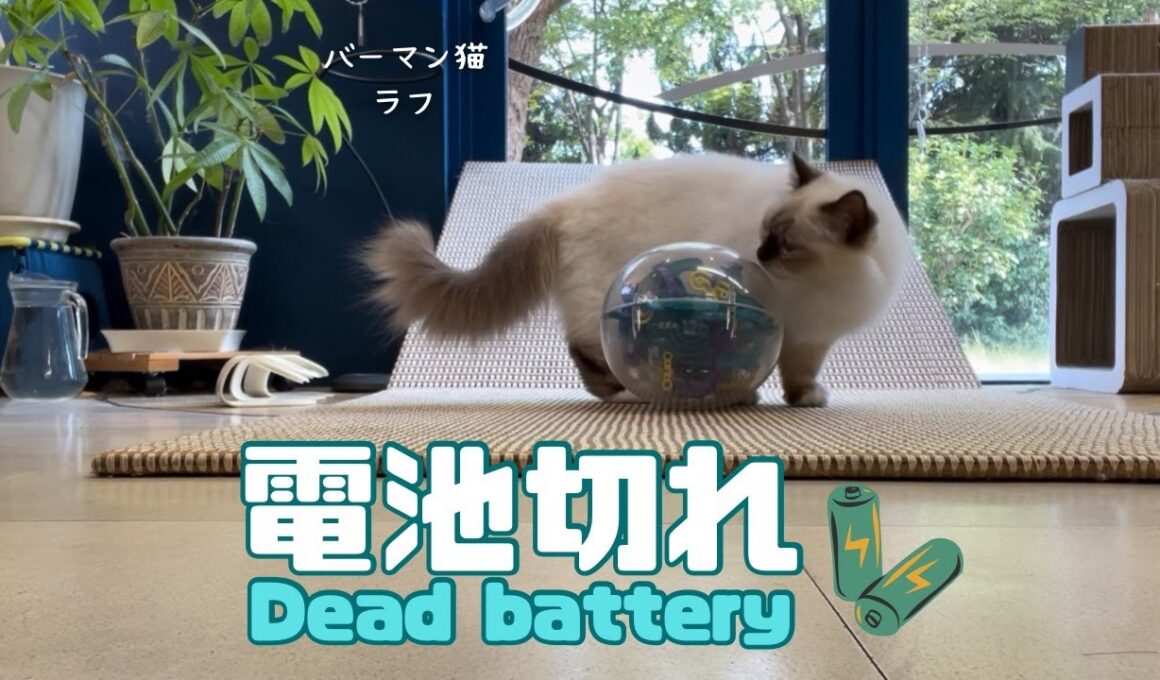 バーマン猫ラフ【電池切れ】Dead battery（バーマン猫）Birman/Cat