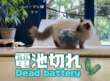 バーマン猫ラフ【電池切れ】Dead battery（バーマン猫）Birman/Cat
