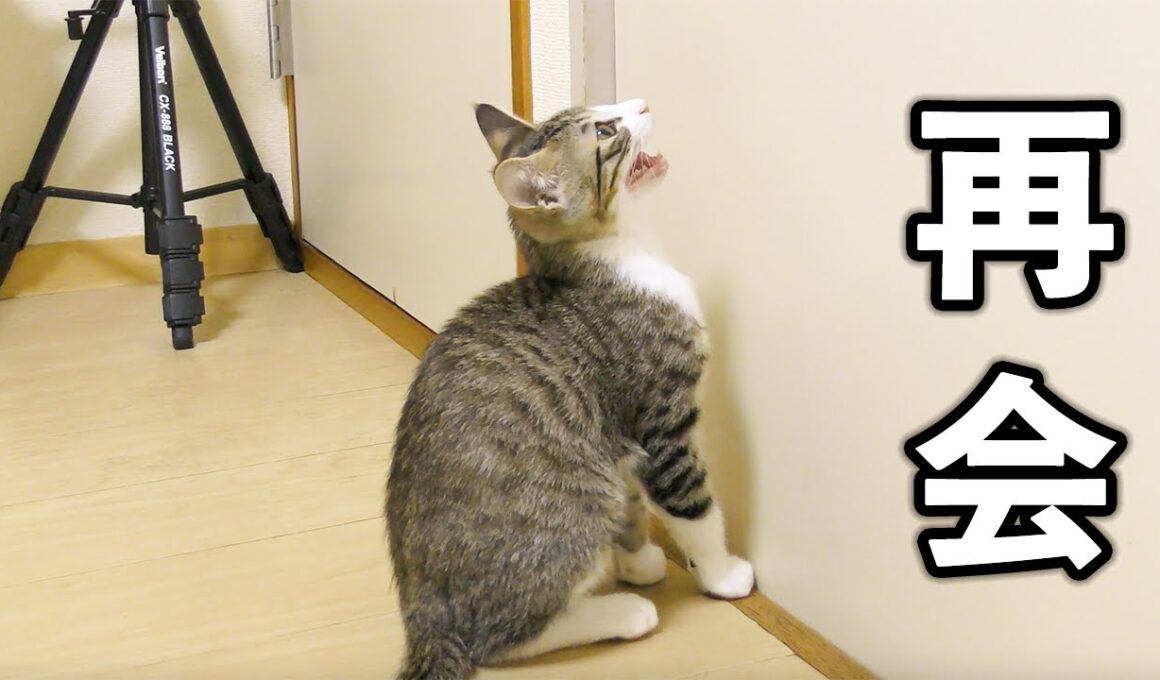 隔離生活終了！３日ぶりに再会する子猫たちの反応に涙が止まらない...