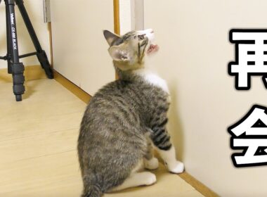 隔離生活終了！３日ぶりに再会する子猫たちの反応に涙が止まらない...