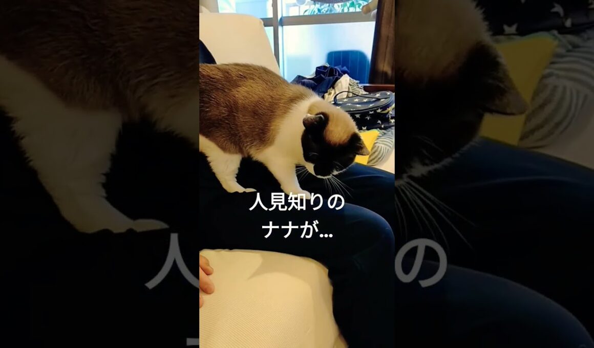 さすが母😆✨ #保護猫 #シャムミックス #猫 #cat