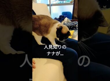 さすが母😆✨ #保護猫 #シャムミックス #猫 #cat