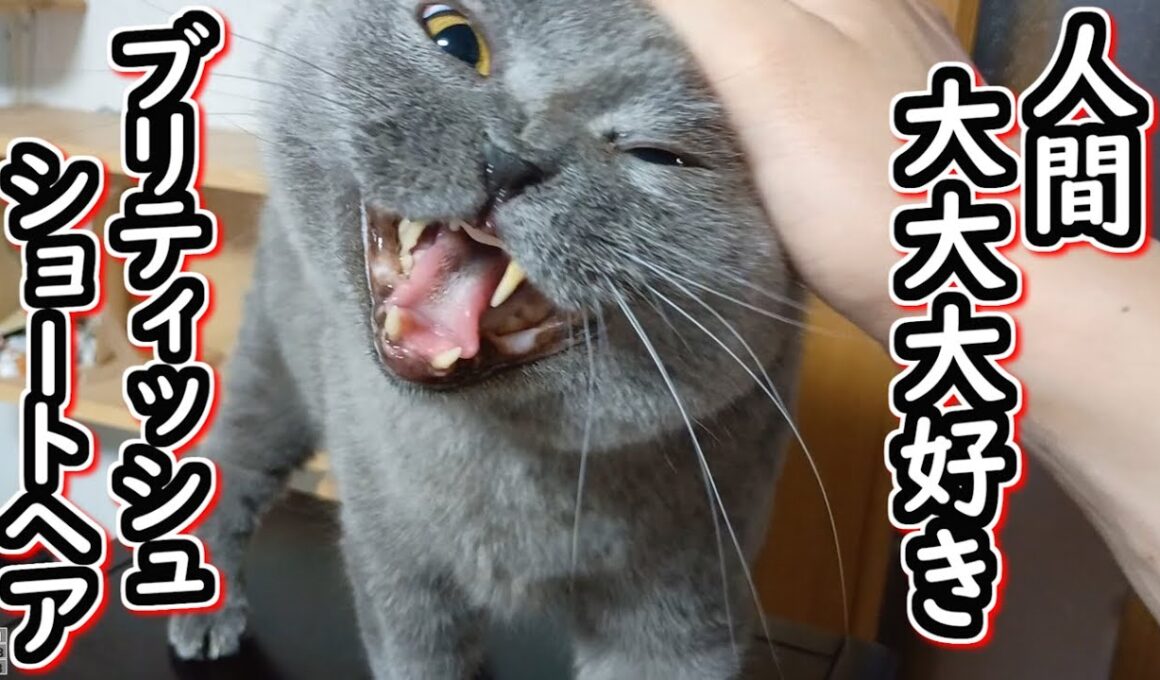 【保護猫】人間大好きな人懐っこいブリティッシュショートヘア【ねこのいる暮らし】