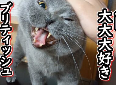 【保護猫】人間大好きな人懐っこいブリティッシュショートヘア【ねこのいる暮らし】