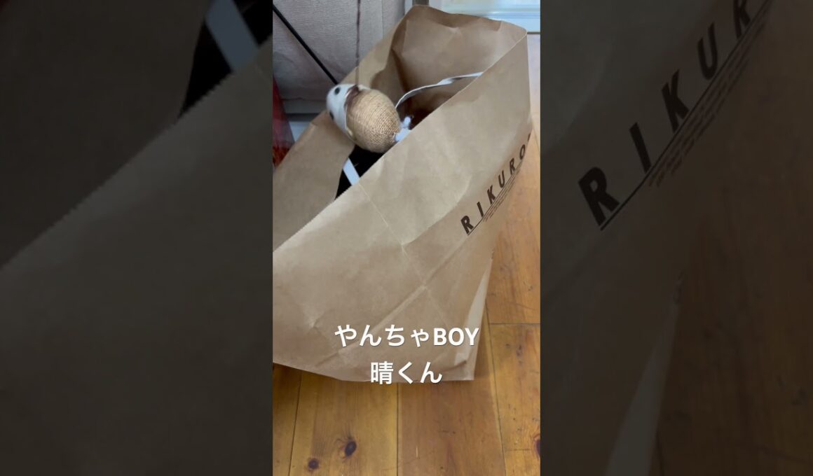 生後5ヶ月ロシアンブルー。リクローおじさんの紙袋から気配を感じたので誘き寄せてみた。#ロシアンブルー #子猫 #ねこのいる生活