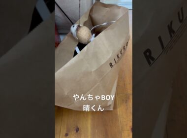 生後5ヶ月ロシアンブルー。リクローおじさんの紙袋から気配を感じたので誘き寄せてみた。#ロシアンブルー #子猫 #ねこのいる生活