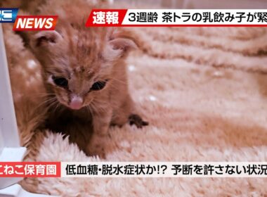 【にこねこ速報】元気がない...？ご入園してすぐに夜間救急へ！優しさで繋がった小さな命を助けたい